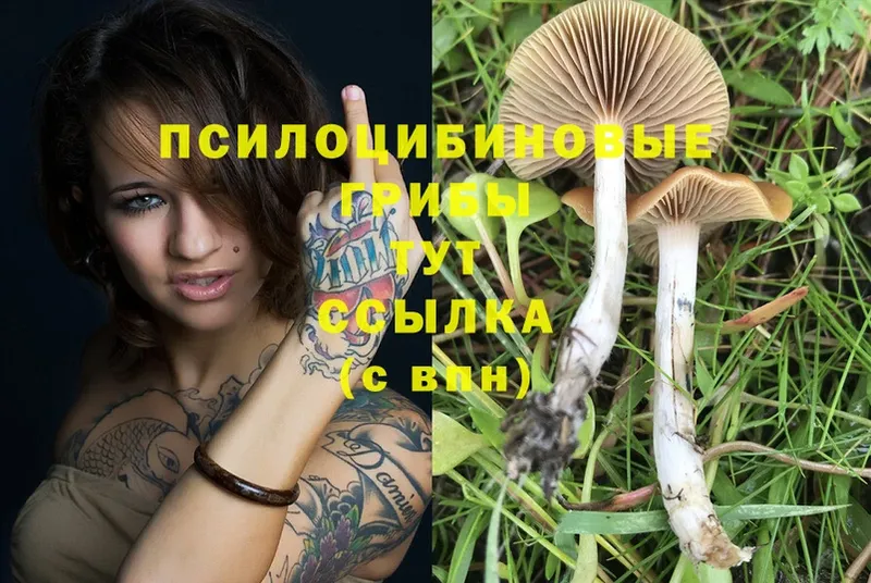 наркошоп  Оленегорск  Псилоцибиновые грибы Psilocybe 